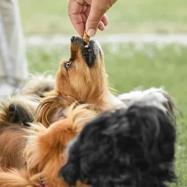 Educación y entrenamiento